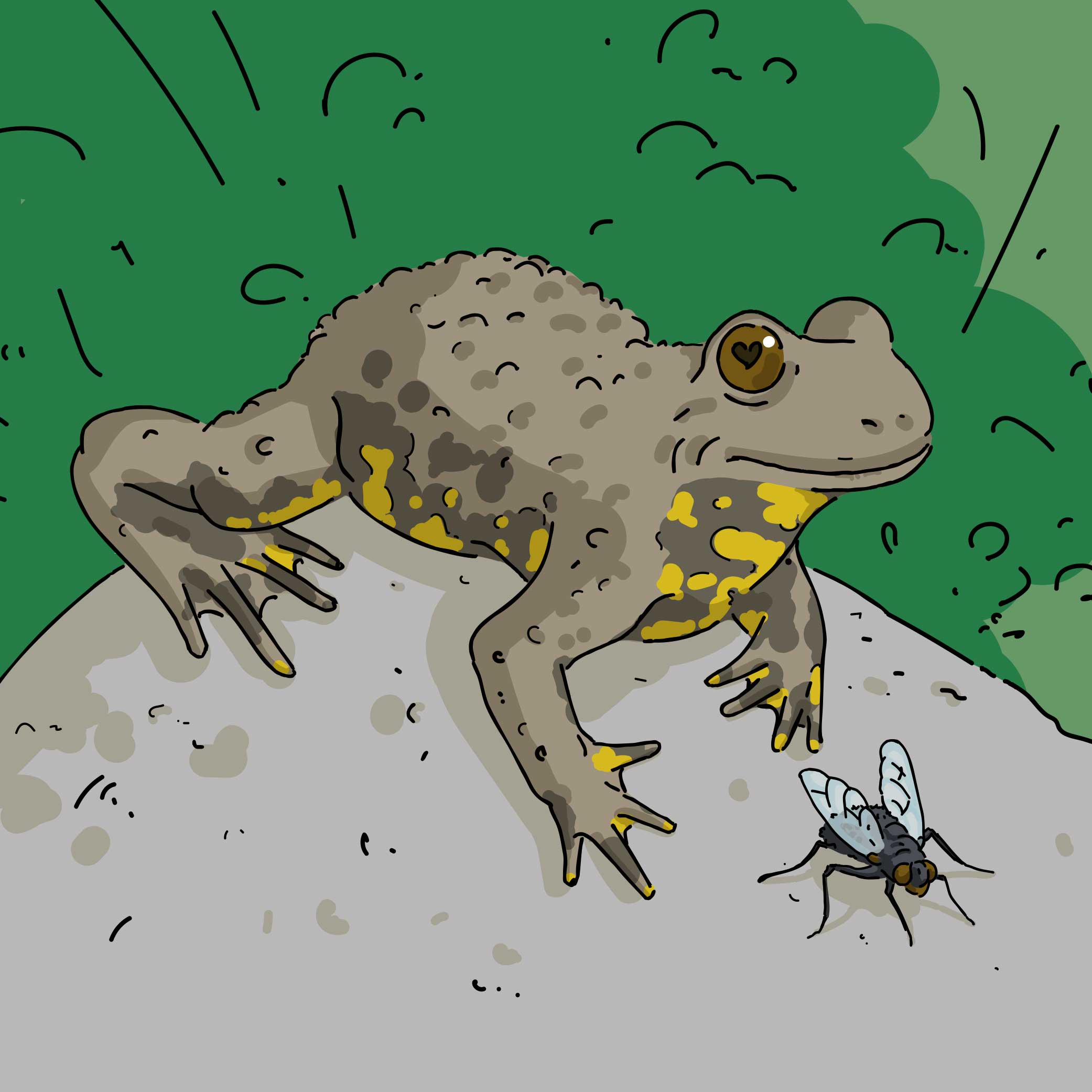SA_p-grenouille