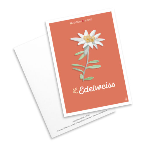 Carte postale - Tradition suisse - Edelweiss